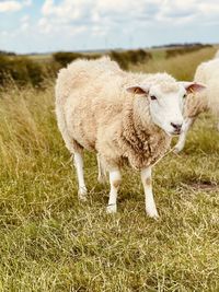Sheep standing in a field