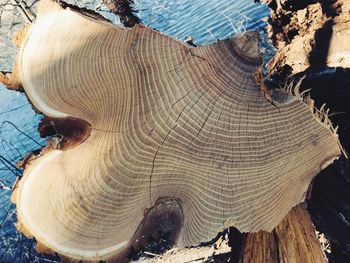 Close-up of tree stump