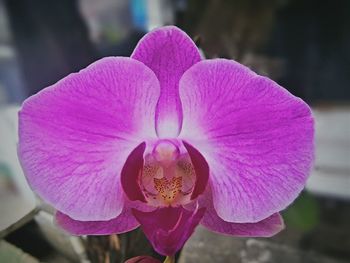 Close-up of purple flower