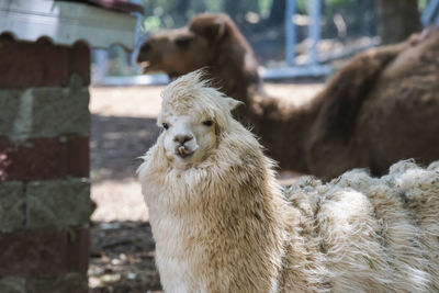 Close-up of llama