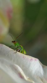 Close-up of insect on leaf