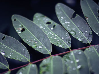 Close-up of raindrops on leaves