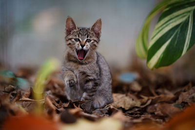 Portrait of a cat looking away