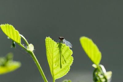 Close-up of insect on leaf