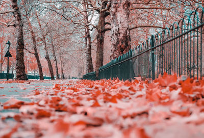 Autumn leaves on footbridge