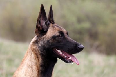 Close-up of a dog