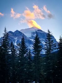 Pine trees on snowcapped mountain against sky