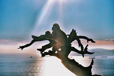 Silhouette driftwood on beach against sky during sunset