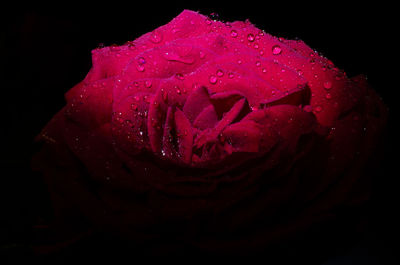 Close-up of wet rose against black background