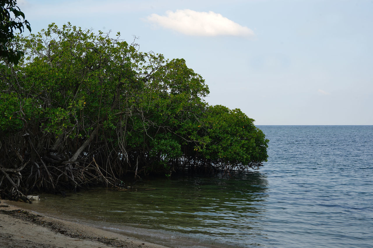 SCENIC VIEW OF SEA AGAINST TREES