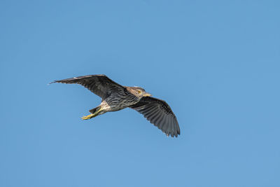 Low angle view of eagle flying in sky