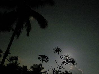 Low angle view of silhouette palm trees against sky at night