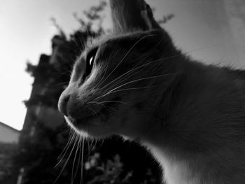 Close-up of cat against sky