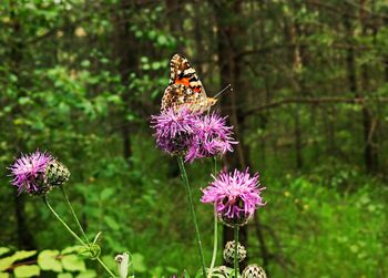 Butterfly pollinating on purple flower