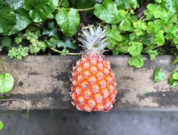 High angle view of pineapple by plants on retaining wall 