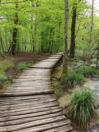 Boardwalk amidst trees in forest