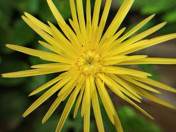 Close-up of yellow flower