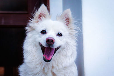Portrait of white dog