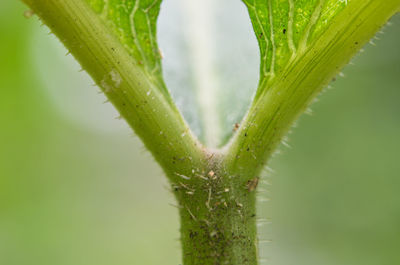 Close-up of water drops on plant