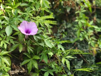 Close-up of iris blooming outdoors