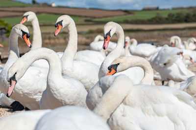 Swans swimming in lake