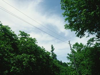 Low angle view of trees against sky