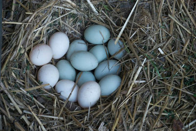 High angle view of eggs in bird nest