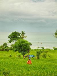 Man spraying insecticides on plants at farm with sea in background against cloudy sky