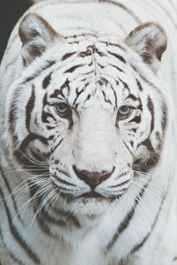 Portrait of white tiger