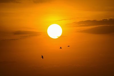 Silhouette bird flying in sky during sunset