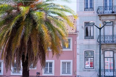 Palm trees in city