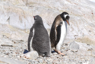 Close-up of penguin