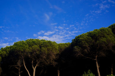 Low angle view of trees against sky