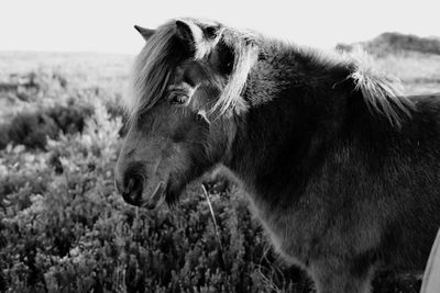 Side view of a horse on field