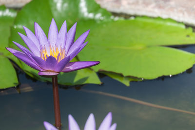 Purple lotus flower