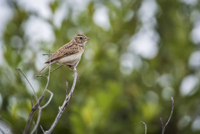 Low angle view of bird perching on branch