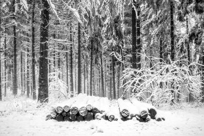 Trees in forest during winter