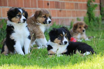 Dogs on grass