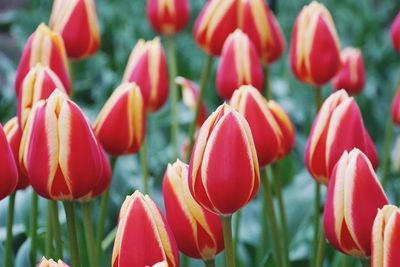 Close-up of red flowers blooming outdoors