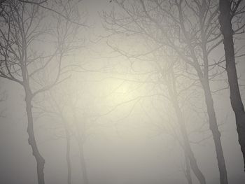 Bare trees against sky