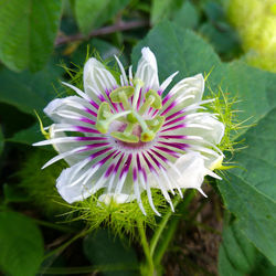 Close-up of passion flower blooming outdoors