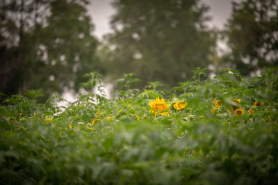 Close-up of yellow flowering plants on field