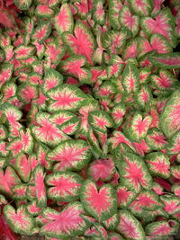 Full frame of red flowers