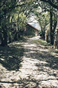 Footpath amidst trees and plants in forest