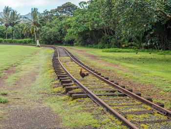 Chicken on railway tracks 