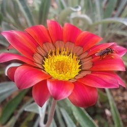 Close-up of pink flower blooming outdoors