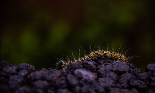Close-up of caterpillar on leaf