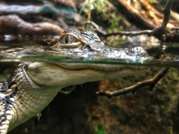 Close-up of turtle in water