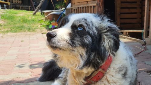 Close-up of dog looking away