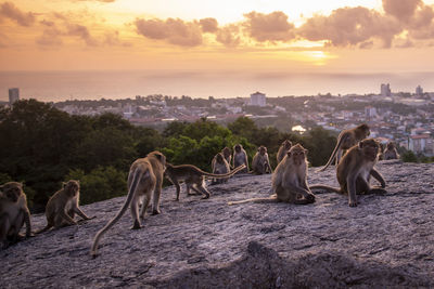 Monkeys on field against sky during sunset